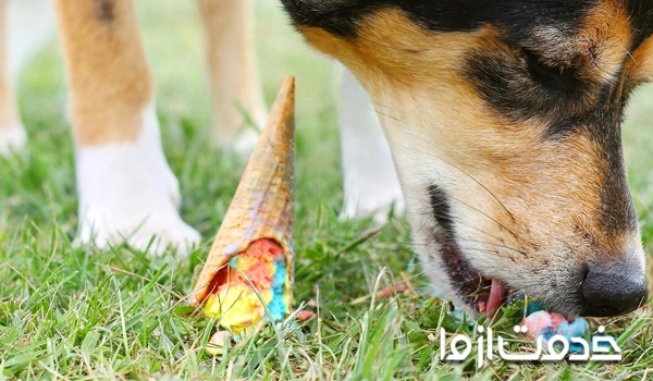 آموزش نخور به سگ با قلاده الکترونیکی